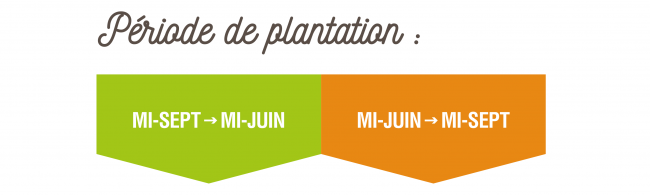 Quand planter ? Période de plantation